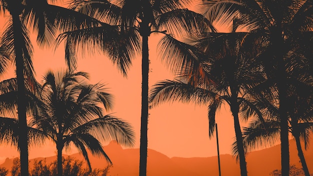 Silhouette palm trees against sky during sunset