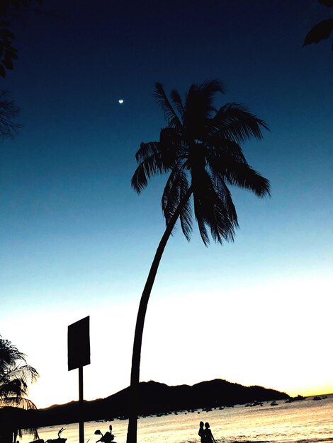 Silhouette palm trees at beach against clear sky