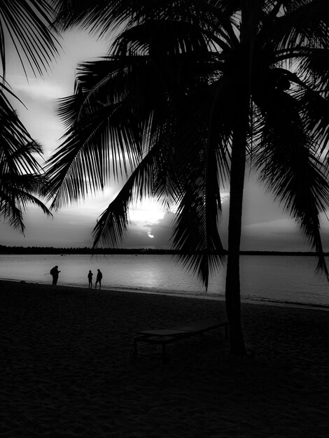 Photo silhouette palm trees on beach against sky during sunset