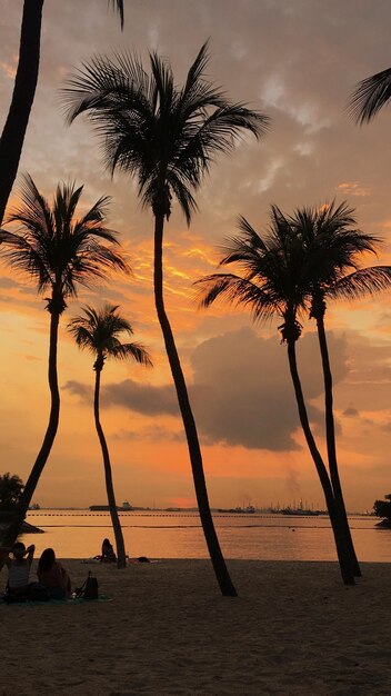 Silhouette palm trees on beach against sky during sunset