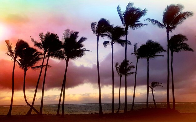 Silhouette palm trees on beach against sky during sunset