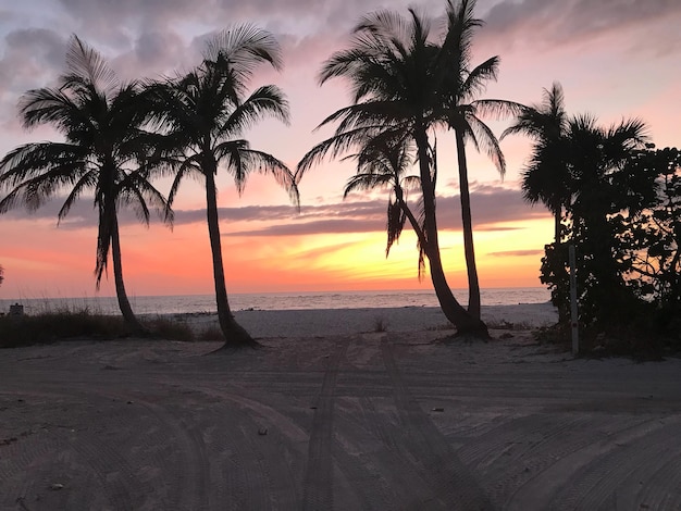 Photo silhouette palm trees on beach against sky during sunset