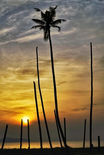 Foto silhouette di palme sulla spiaggia contro il cielo durante il tramonto