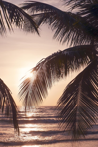 silhouette of palm trees at beach against sky during sunset