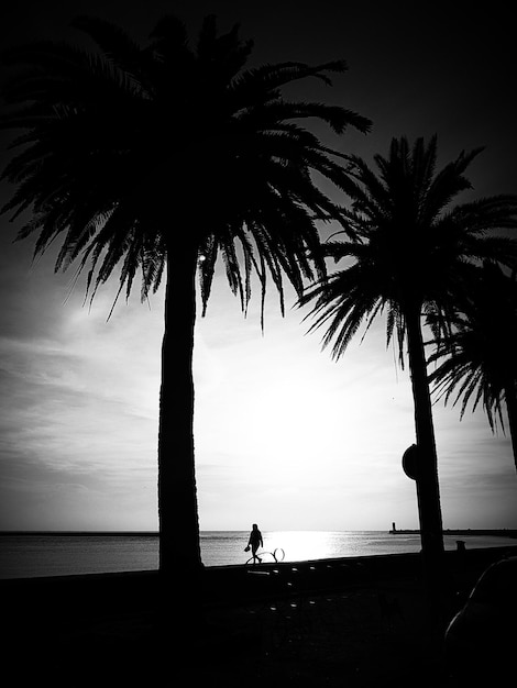 Foto silhouette di palme sulla spiaggia contro il cielo