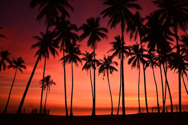 Silhouette palm trees at beach during sunset