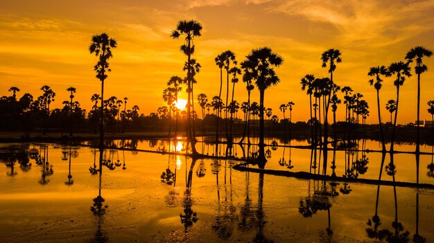 Silhouette palm trees by lake against orange sky