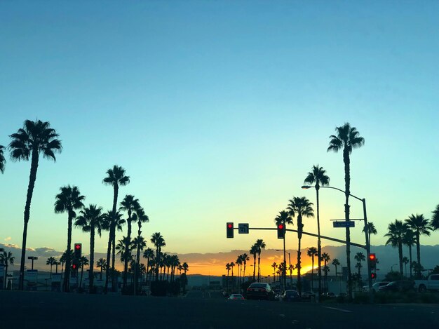 Photo silhouette palm trees by road against sky during sunset