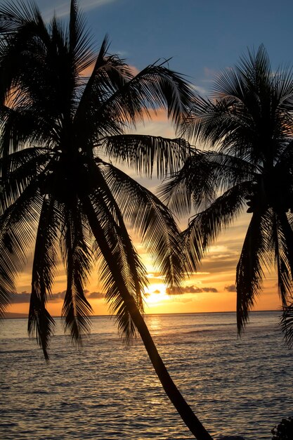 Photo silhouette palm trees by sea against sky at sunset