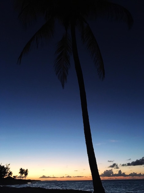 写真 夕暮れの空を背景にビーチのナツメヤシのシルエット