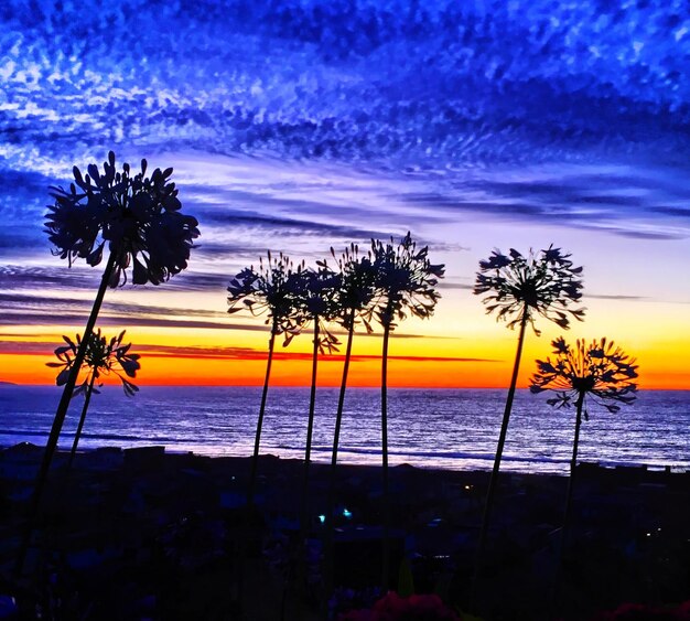 Silhouette of palm trees at sunset