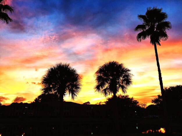 Photo silhouette of palm trees at sunset