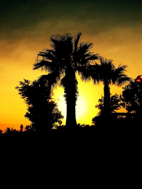 Foto silhouette di palme al tramonto