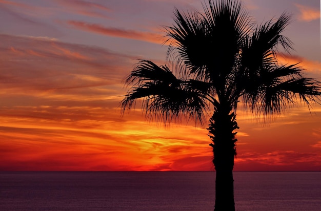 Silhouette of palm trees at sunset