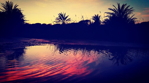 Photo silhouette of palm trees at sunset