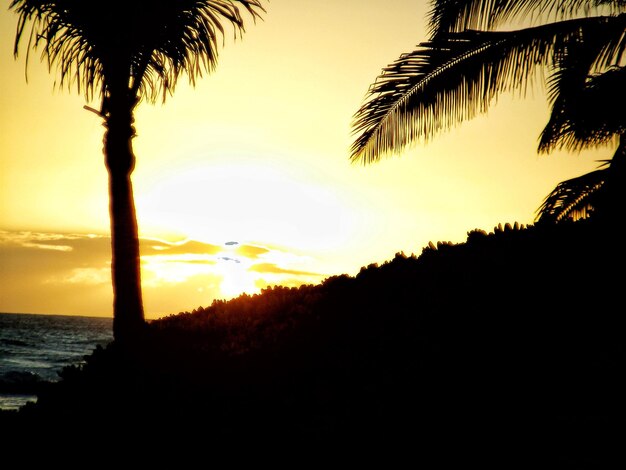 Photo silhouette of palm trees at sunset