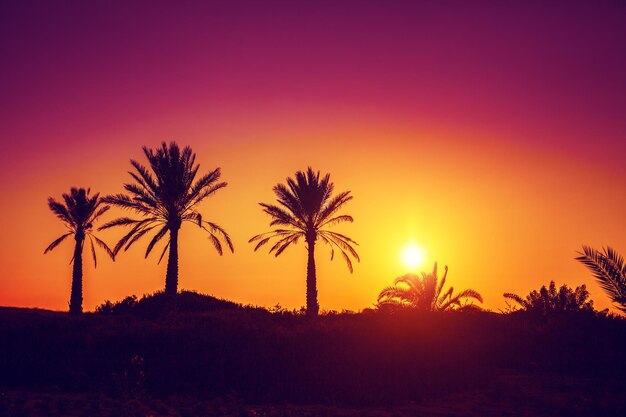 Silhouette of palm trees at sunset