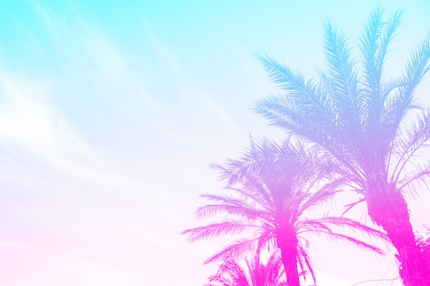 Silhouette of palm trees with a bright summer gradient on a bright blue sky of the summer sky. Tropic, vacation and travel concept