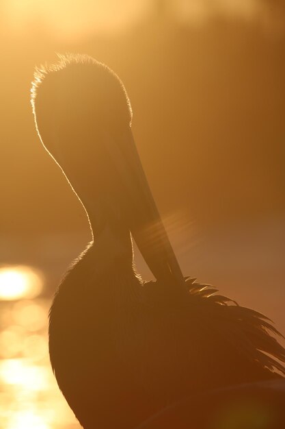 Foto silhouette di un pellicano al tramonto