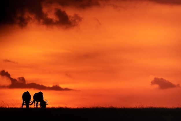 Silhouette people riding horse on field against orange sky