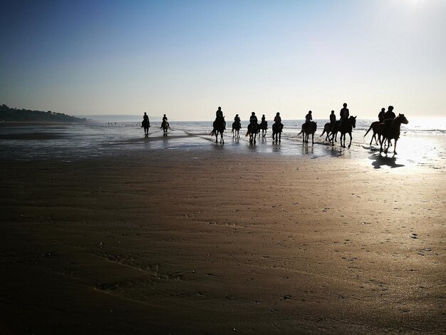 Photo silhouette people riding horses at beach against clear sky during sunset