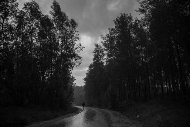 Фото Силуэт человека на дороге среди деревьев в лесу