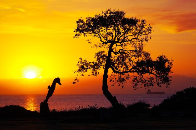 Silhouette person standing by tree against orange sky