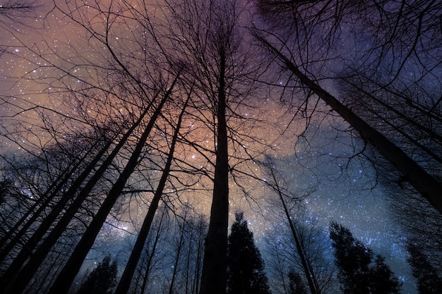 Silhouette perspective of the dried forest pine tree in the night 