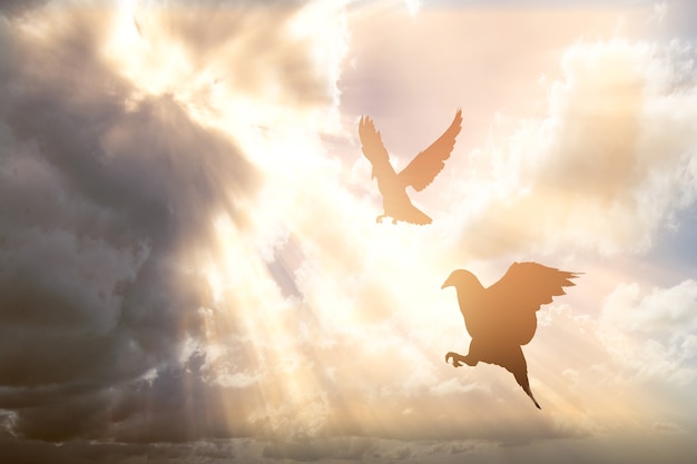 Silhouette of pigeon flying with a dramatic sky