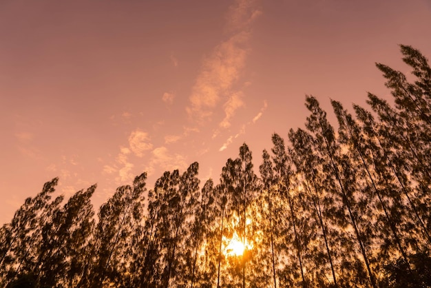 Silhouette pine tree with sky