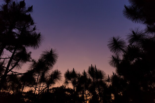 Silhouette pine trees in sunset time