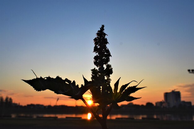 Photo silhouette plant against sky during sunset