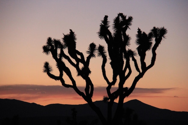 夕暮れの空に照らされた植物のシルエット