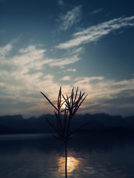 Foto silhouette di pianta contro il cielo al tramonto