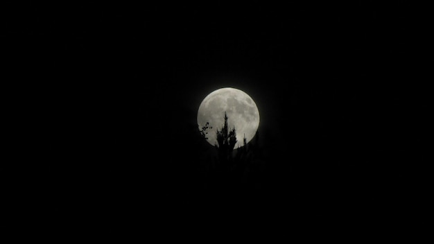 Silhouette plant in front of full moon at night