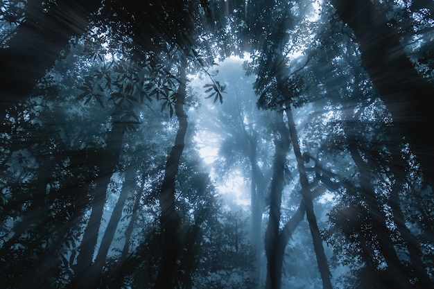 怖い森の中の植物のシルエット