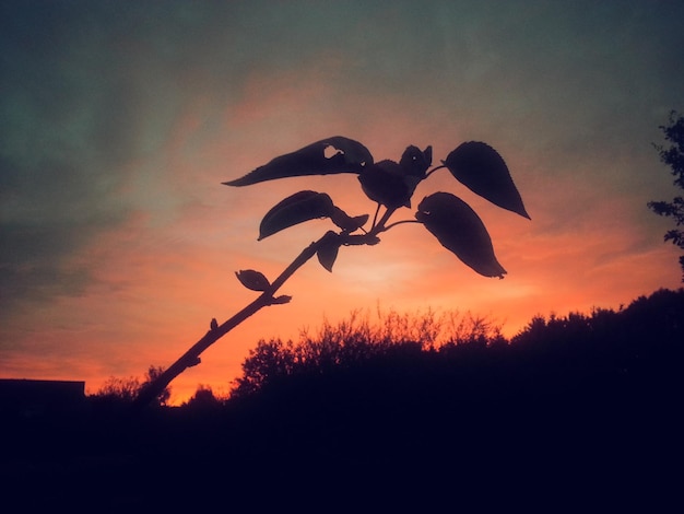 Silhouette plant at sunset