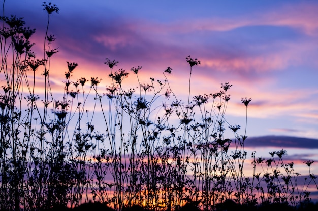 Silhouette of plants against the background of sunset in summer