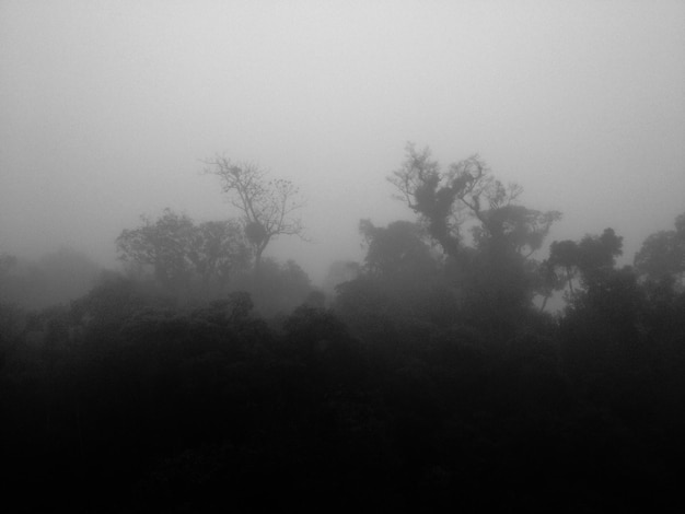 写真 明るい空に照らされた植物のシルエット