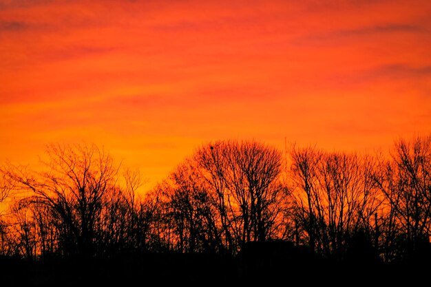 Silhouette plants against dramatic sky during sunset