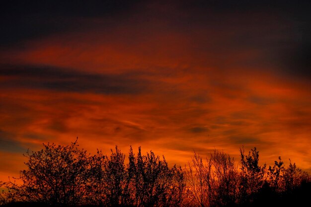 silhouette plants against dramatic sky during sunset