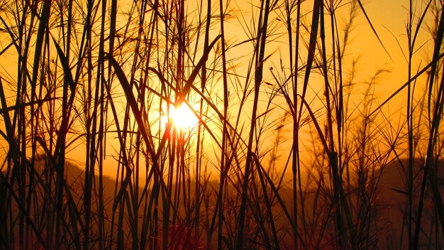 Silhouette plants against orange sky