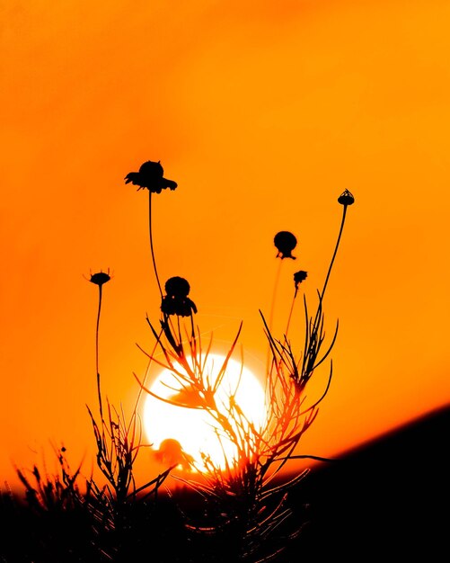 Silhouette plants against orange sky