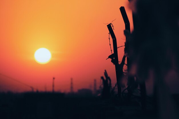 Silhouette plants against sky during sunset