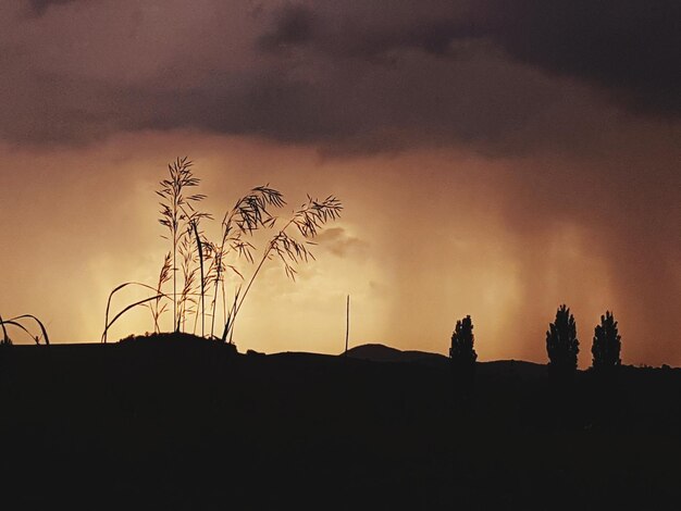 Silhouette plants against sky during sunset