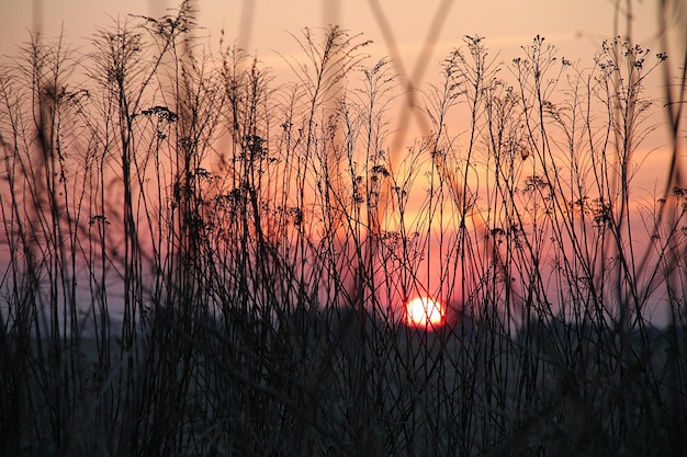 Photo silhouette plants against sky during sunset