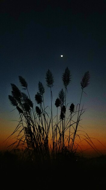 夜の空に照らされた植物のシルエット