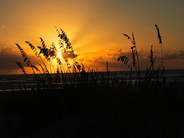 Silhouette plants on beach against sky during sunset