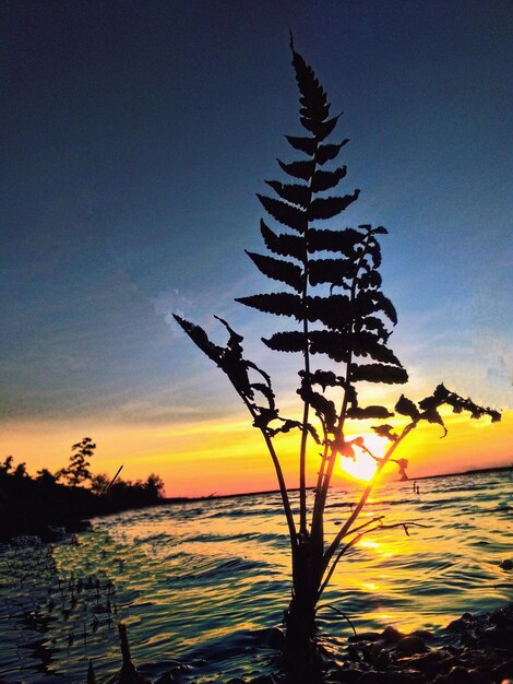 Silhouette plants by sea against sky during sunset