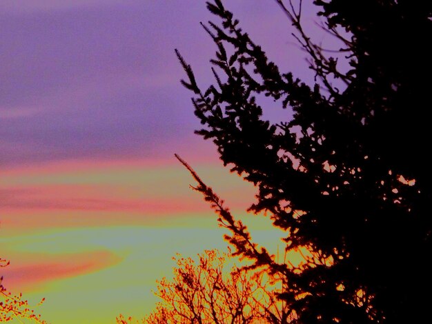 Silhouette plants by sea against sky at sunset